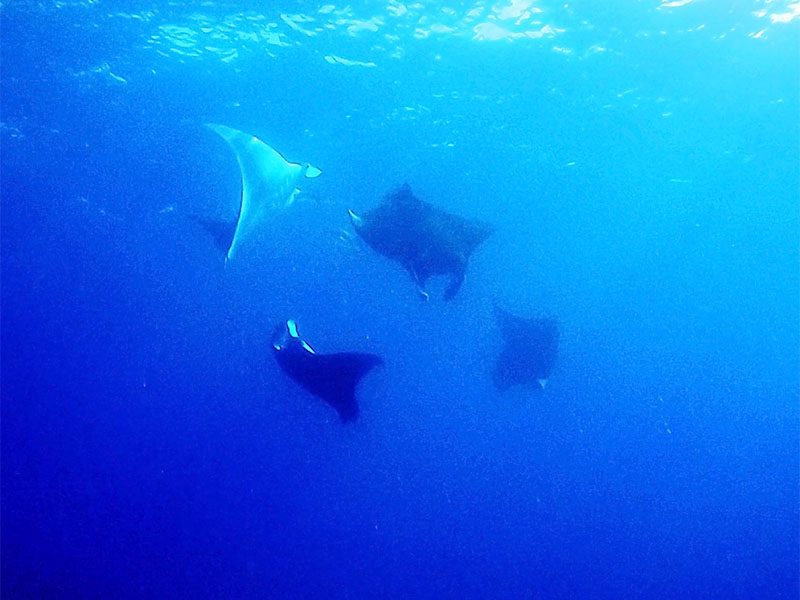 3 of them are chasing 1 female Manta