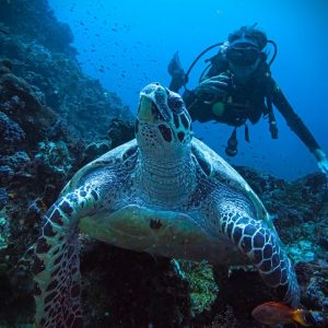 diving with sea turtle in daily dive trip diving first