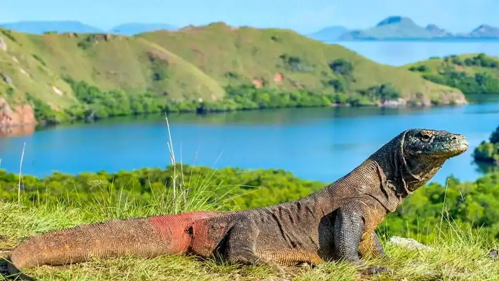Komodo dragon Where is Komodo island located