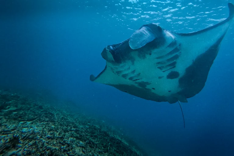 Snorkeling with Manta at Manta point Komodo National Park