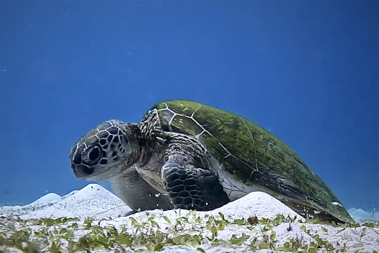 Snorkeling with sea turtle in Komodo National Park