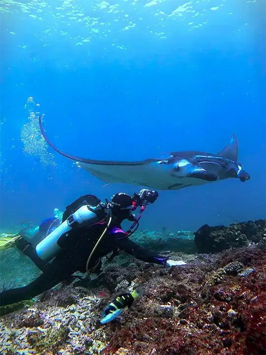 Diving with Manta in Manta point Komodo