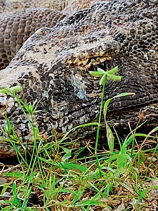 Komodo dragon in komodo island with luxury adventure komodo national park
