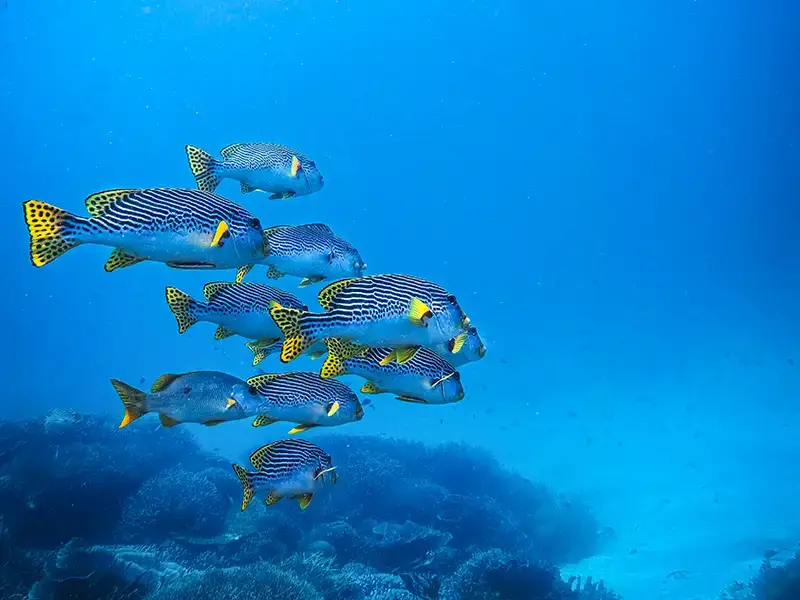 Sweetlips fish in Siaba island Komodo national park visitor quota 2026