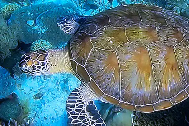 Try diving with sea turtle in siaba dive site komodo