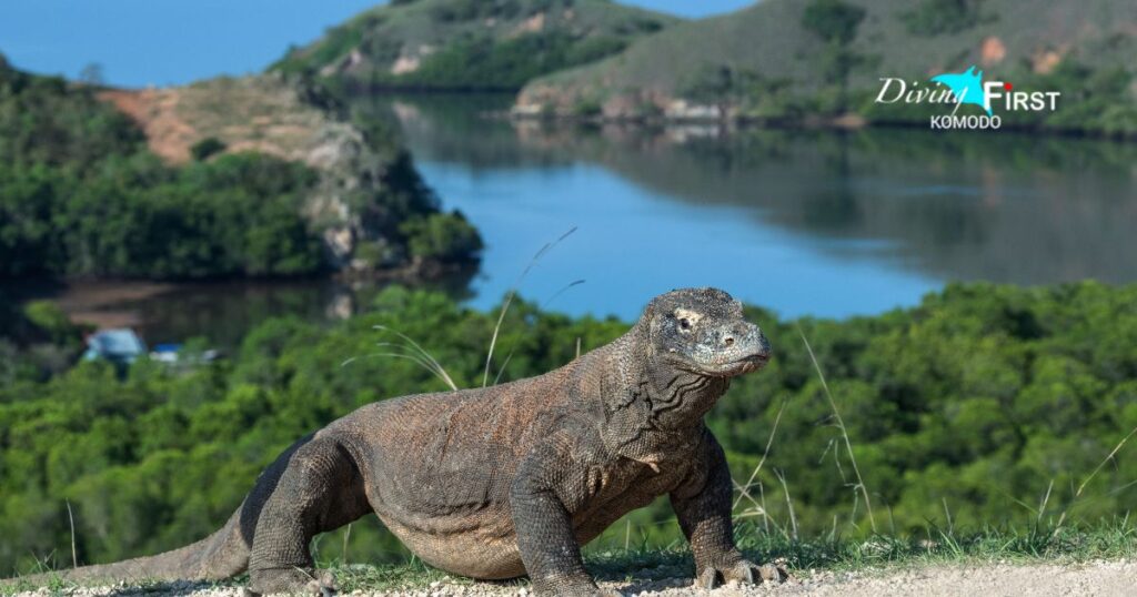 Komodo Island Tour