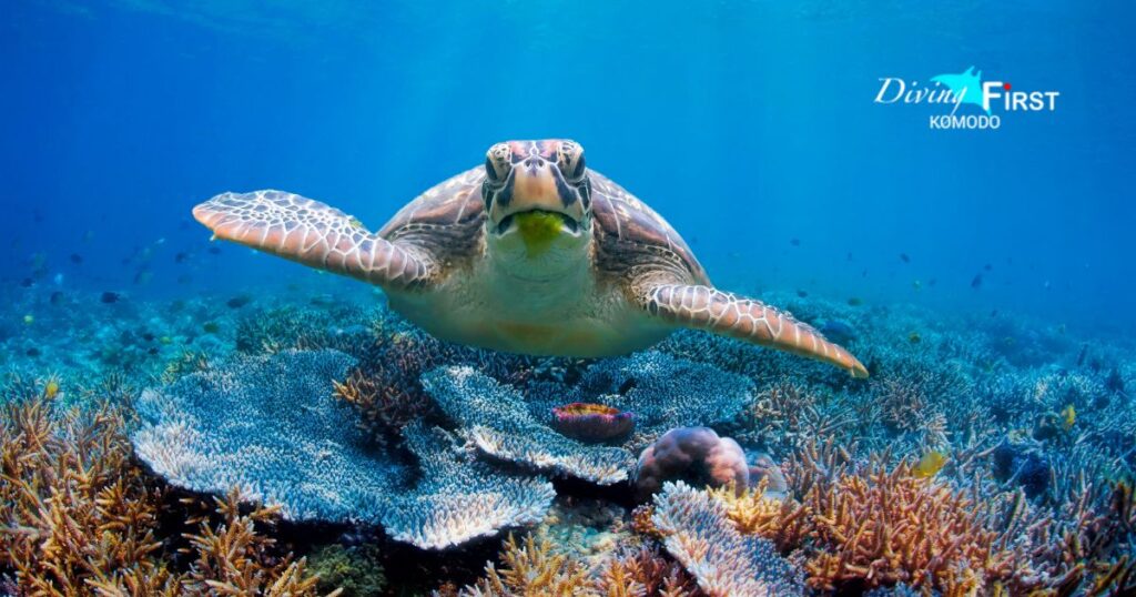 Pemandangan Bawah Laut