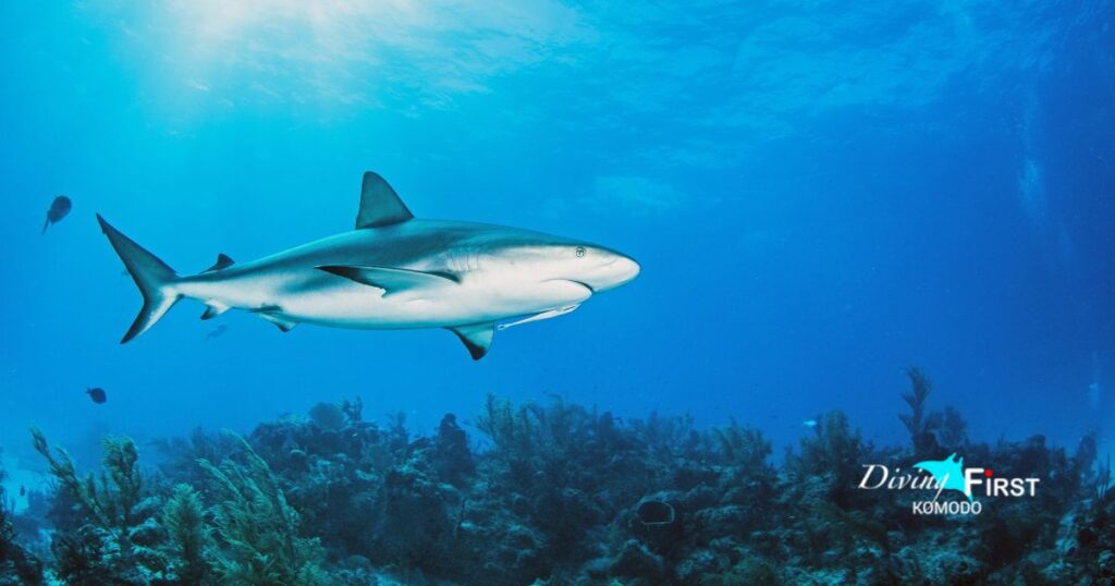 Reef Shark