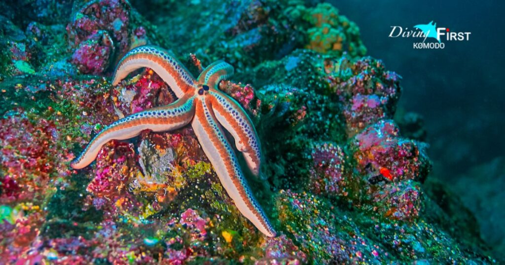 Eco Diving