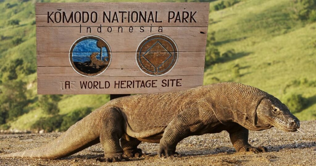 biaya ke pulau komodo
