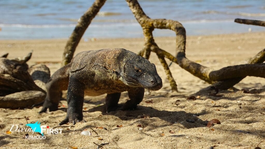 Berapa biaya masuk Pulau Komodo