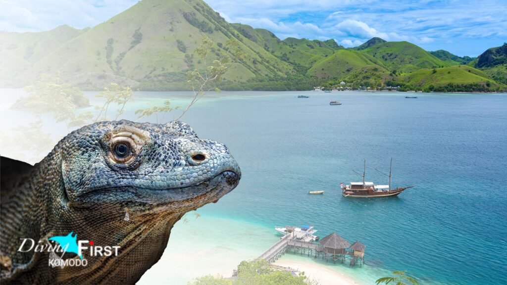 Komodo Liveaboard vs Daily Dive Trips