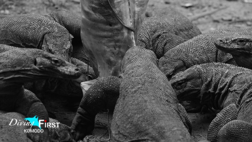 How Strong are the Currents in Komodo